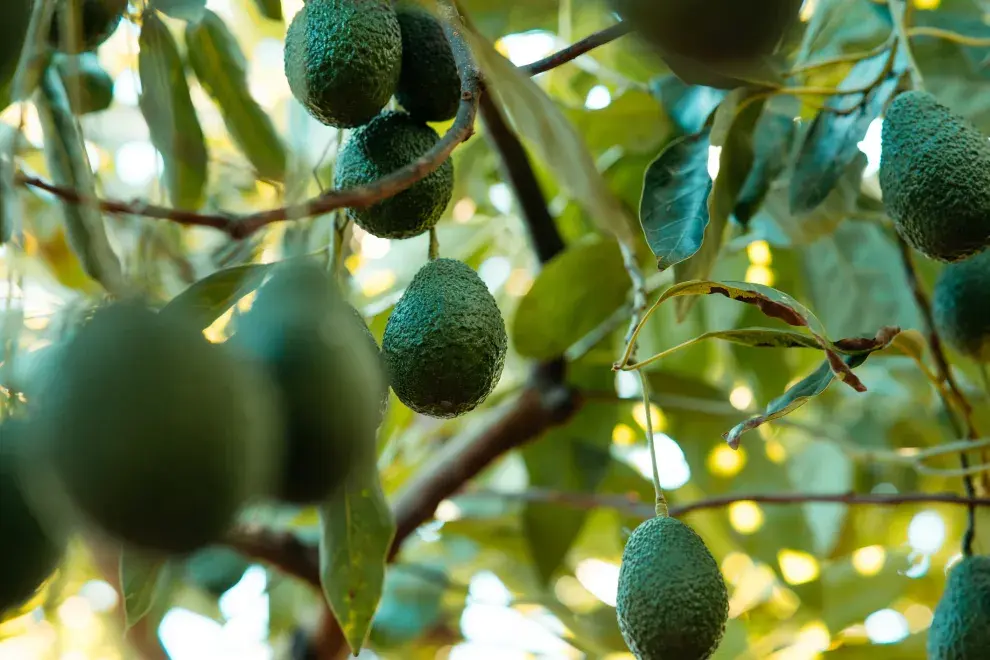 Cómo cultivar un árbol de palta en tu patio