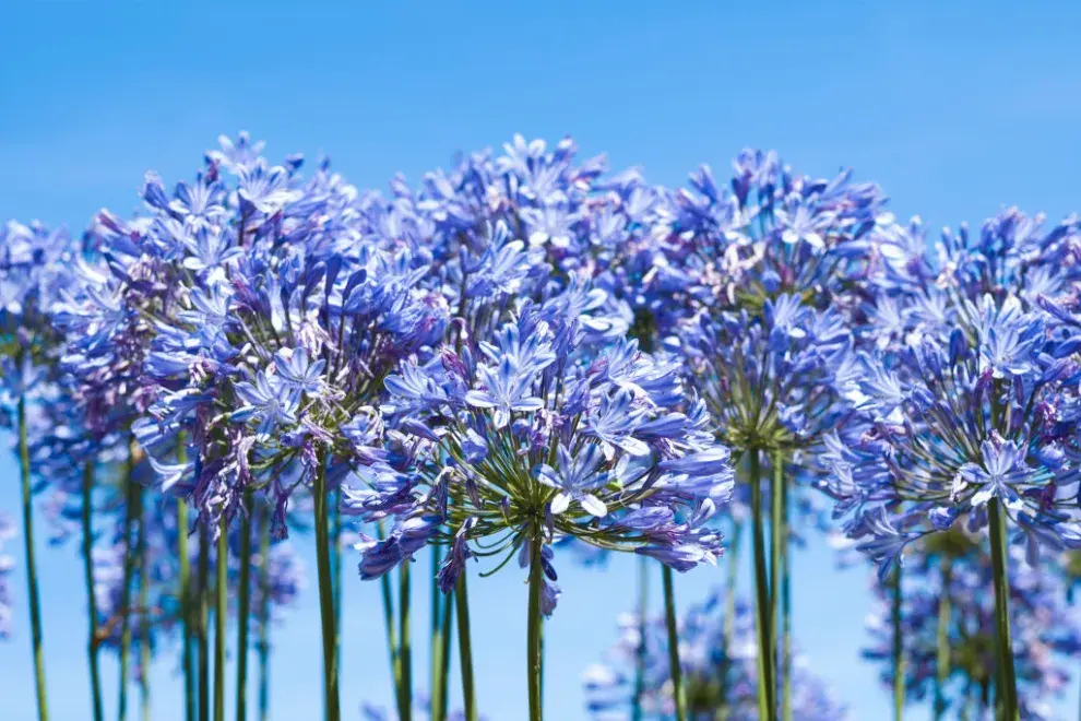 Agapanthus