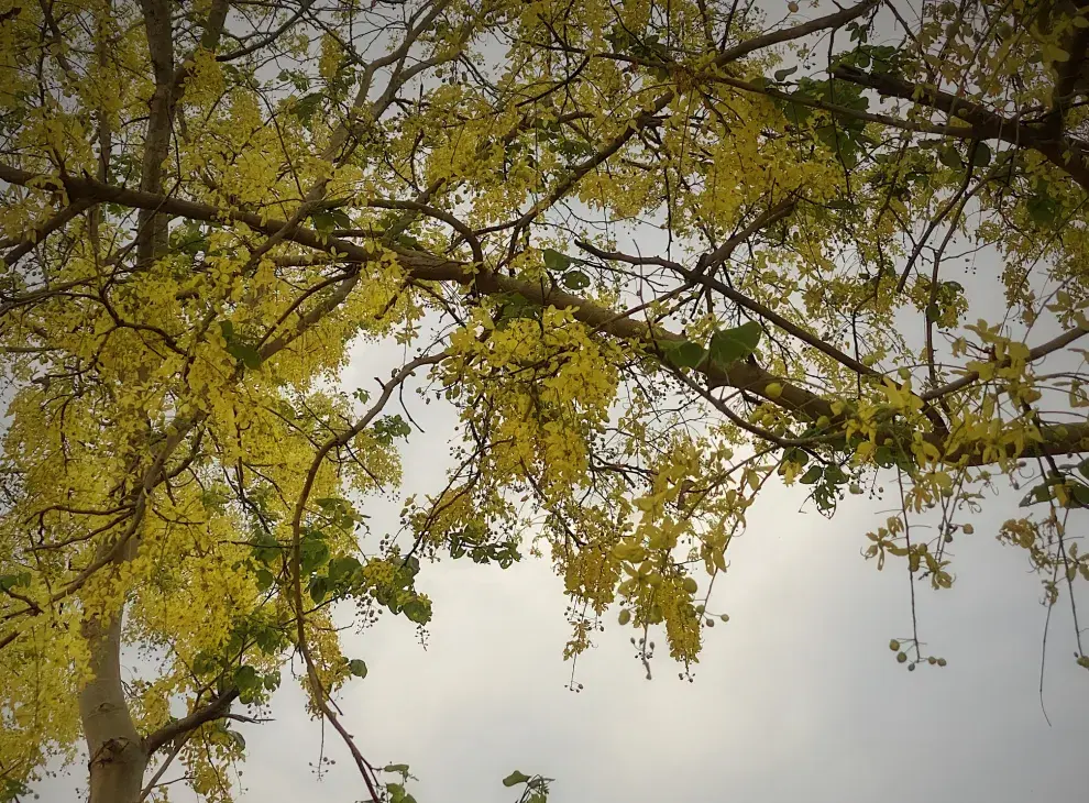 Cassia fistula