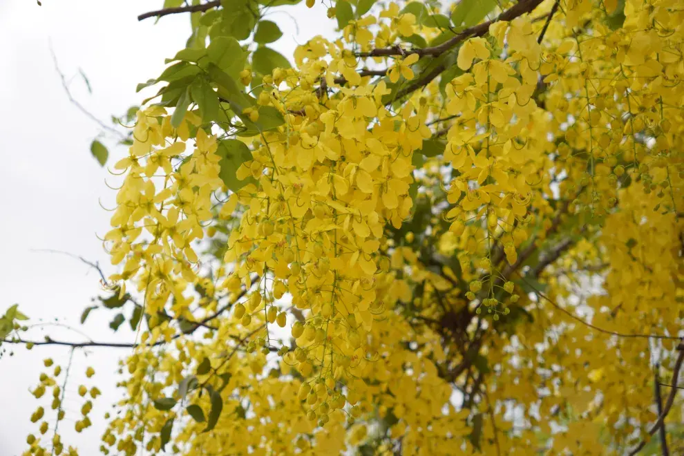 Cassia fistula