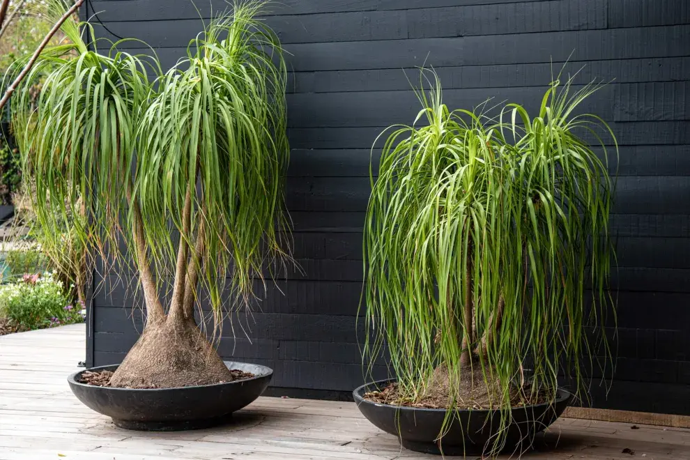 Por su porte escultural, la Beaucarnea es una de las plantas más valoradas para poner un toque elegante a cualquier interior 