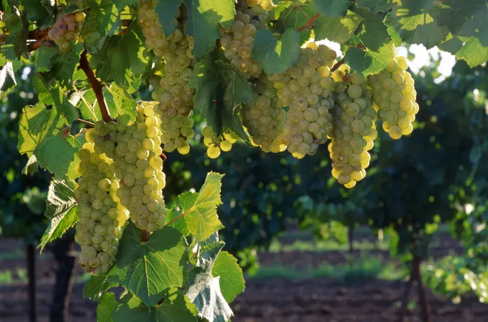 uvas chardonnay
