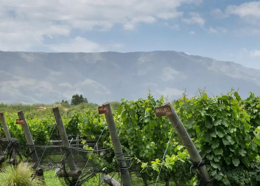 Viñedos de la bodega La Matilde