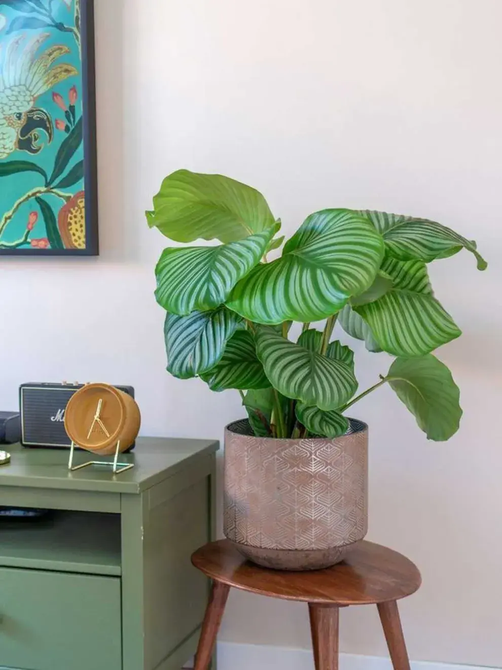 La Calathea lietzig tiene hojas abundantes durante todo el año.
