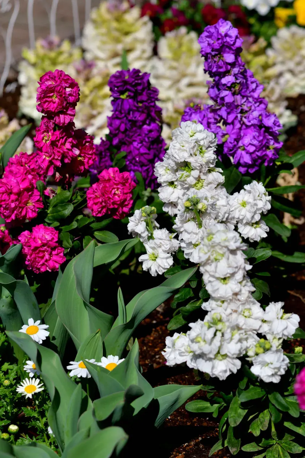 Alelíes, una de las flores ideales para el invierno.