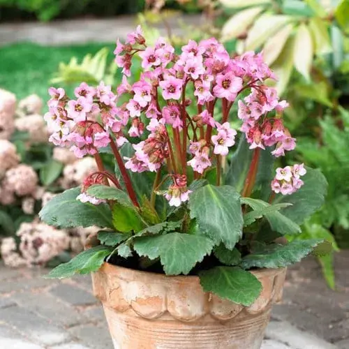 Bergenia (conocida como Hortensia de invierno)
