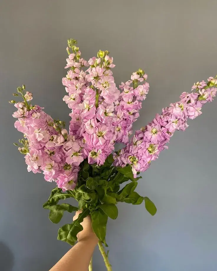 Cuidados básicos del alelí: una flor noble y agradecida