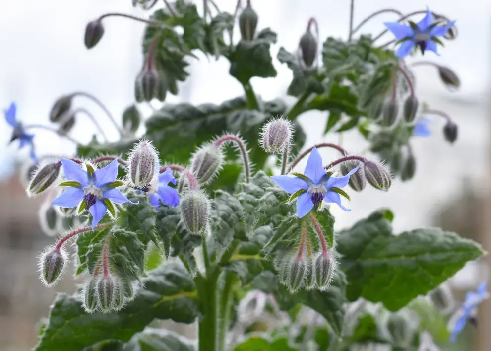 Borraja: Sus flores tienen un sabor similar al pepino y se pueden usar en ensaladas o para hacer té.
