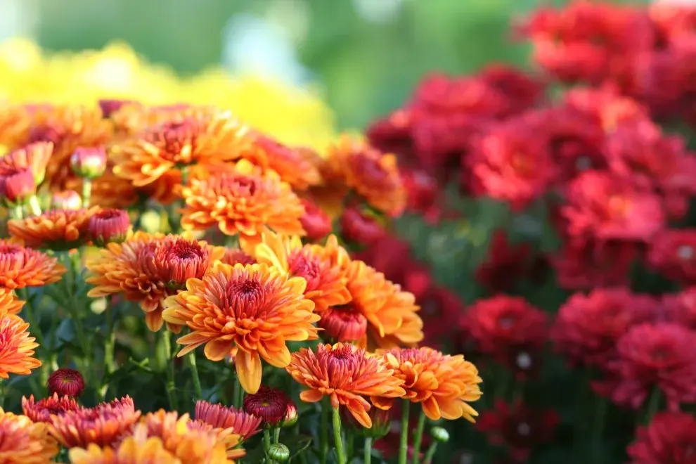 Crisantemos, una de las flores ideales para el invierno.