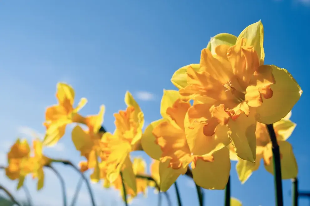 Narcisos, una de las flores ideales para el invierno.