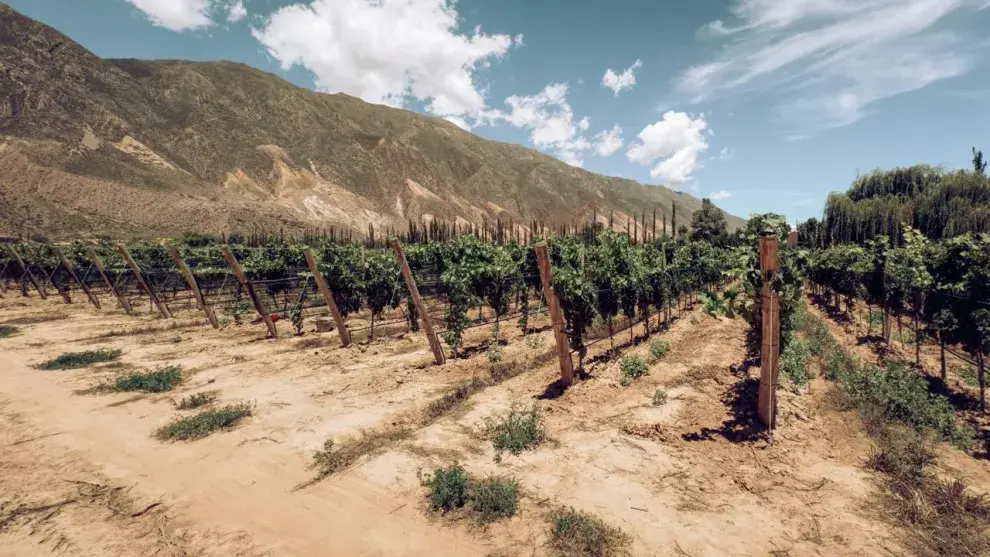 Bodegas Jujuy
