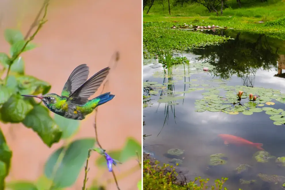 Un colibrí y un estanque de agua con peces