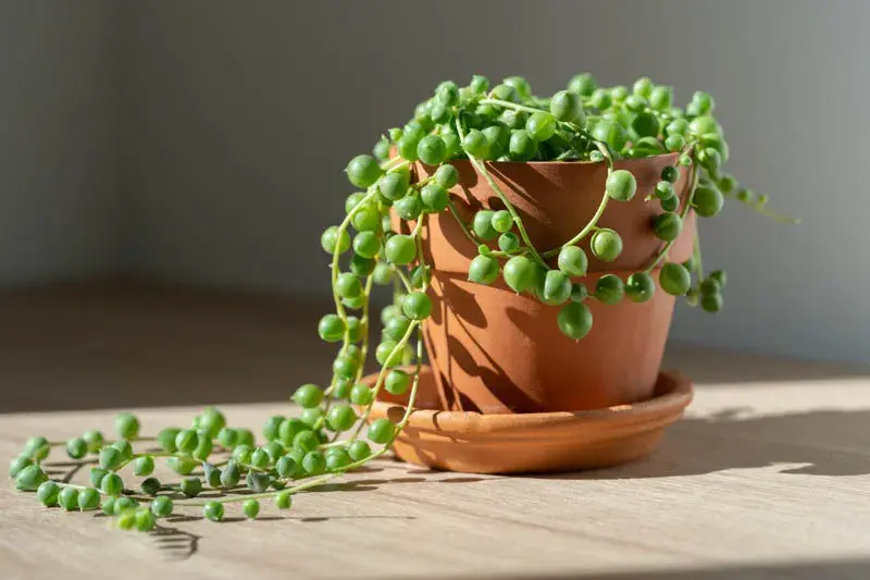 5 plantas de interior que casi no necesitan cuidados y quedan bien en muebles altos