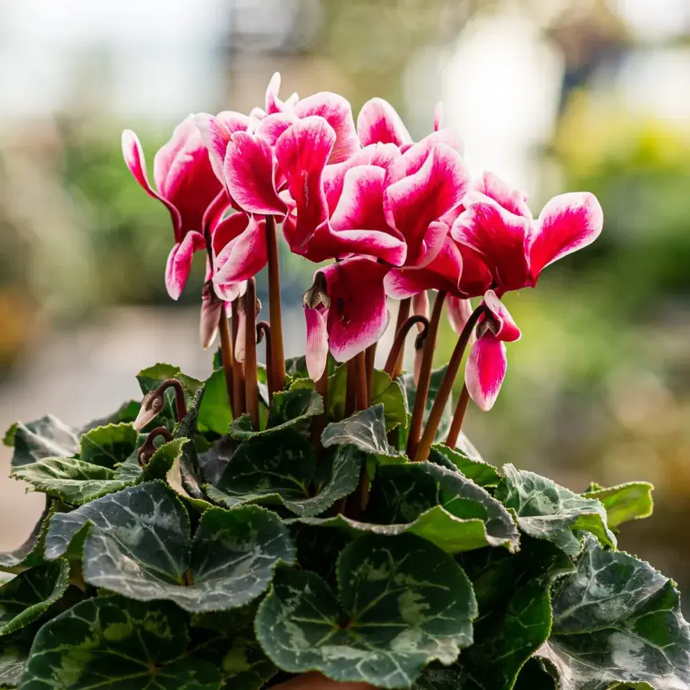 Cyclamen o violeta de los alpes