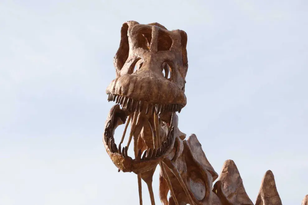 Patagotitan fue descubierto en 2014 en la estancia La Flecha, Chubut, por los paleontólogos José Luis Carballido, Diego Pol y el equipo del MEF