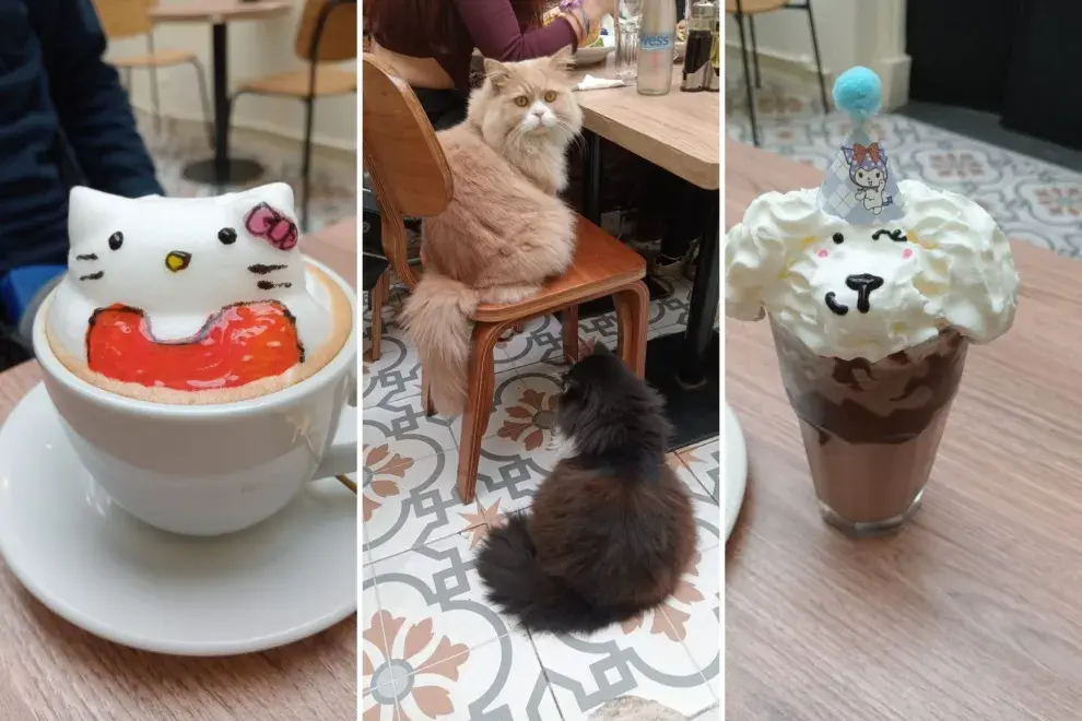 Petit chat: una cafetería de especialidad art 3D, con gastronomía asiática súper variada y un sector para visitar gatitos..