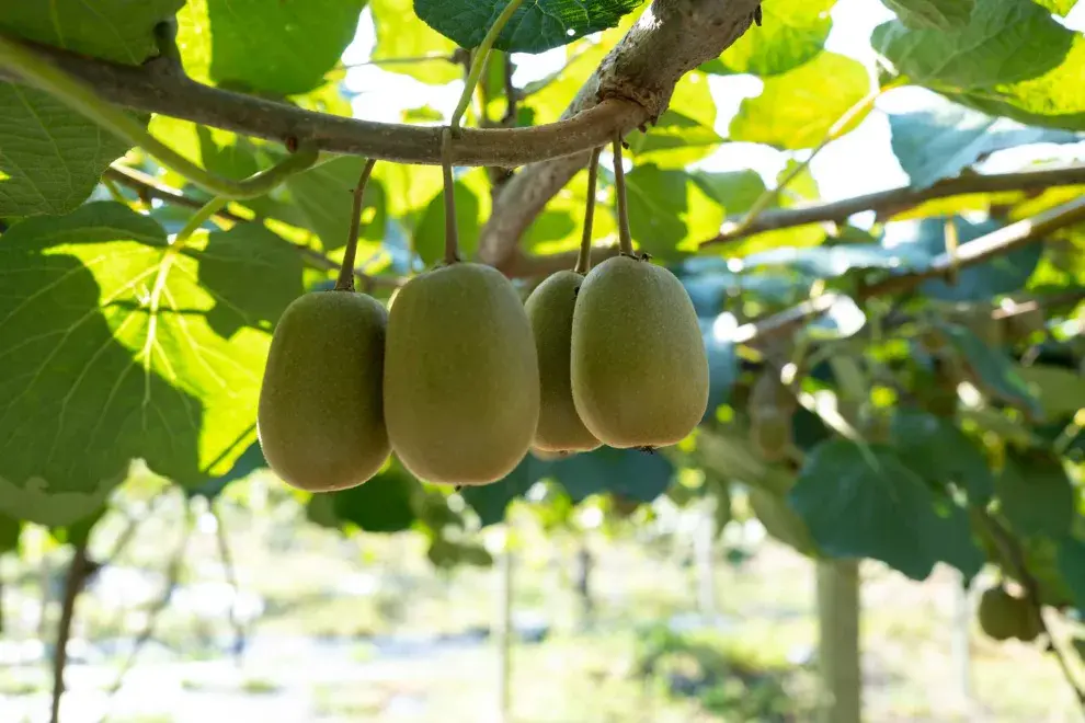El kiwi, científicamente conocido como Actinidia deliciosa, pertenece a la familia Actinidiaceae.