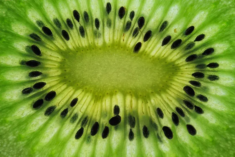 Esta planta es dioica, lo que significa que existen plantas masculinas y femeninas, y ambas son necesarias para la producción de frutos.