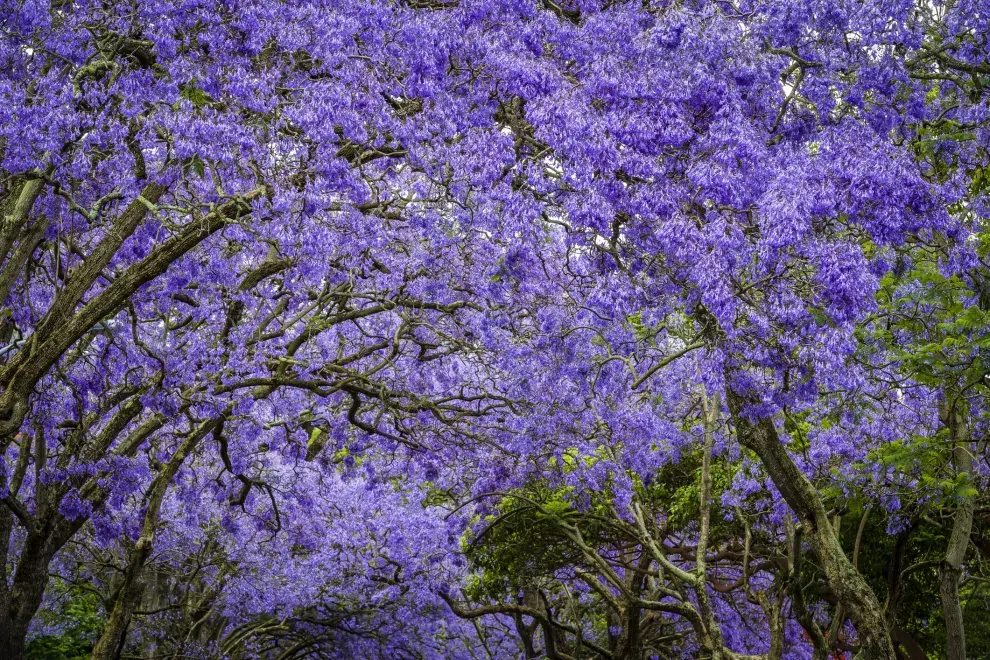 jacarandá