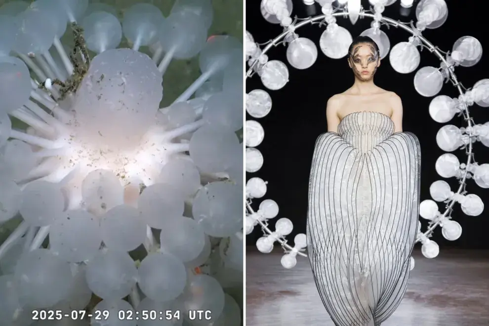 Streaming desde el fondo del mar: la comparación de especies con looks de desfiles que es viral