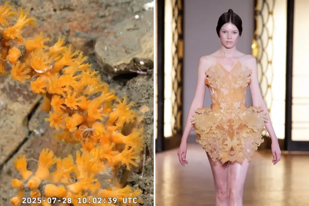 Streaming del Conicet desde el fondo del mar: la comparación de especies con looks de desfiles que es viral.
