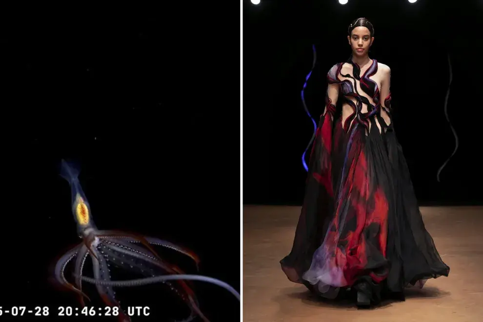 Comparación de una especie del fondo del mar en Mar del Plata con un Vestido Amethystina de la colección Roots of Rebirth de Iris van Herpen.