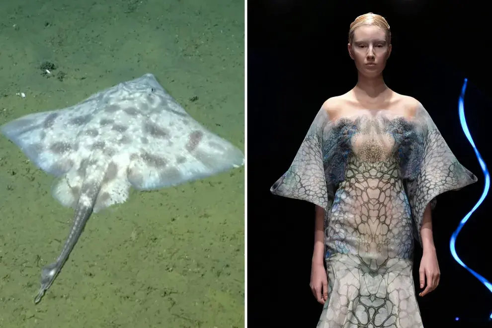 Streaming desde el fondo del mar: la comparación de especies con looks de desfiles que es viral