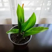 Aspidistra (también conocida como pilistra o “orejas de burro”)