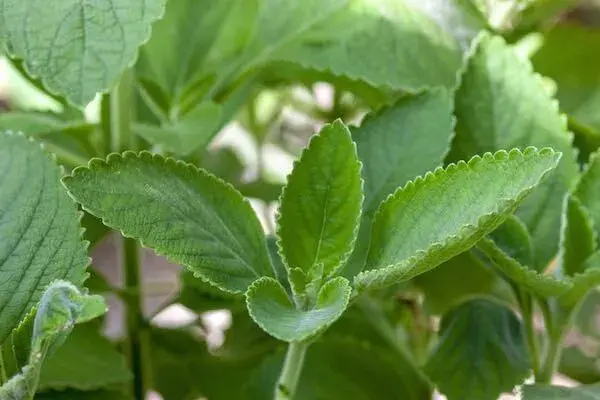 Las hojas, grandes, robustas y de un verde vibrante, forman una capa espesa que también actúa como una capa protectora para el suelo, reduciendo la evaporación de agua.