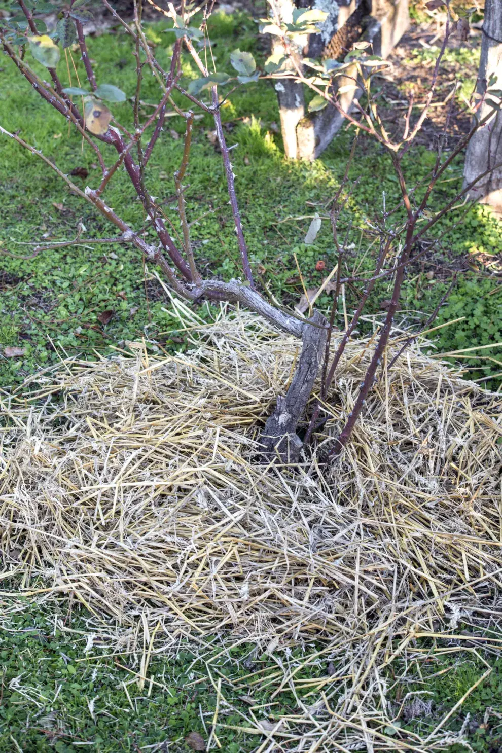 Con los trucos adecuados las plantas no solo van a sobrevivir, sino que van a fortalecerse para la primavera.