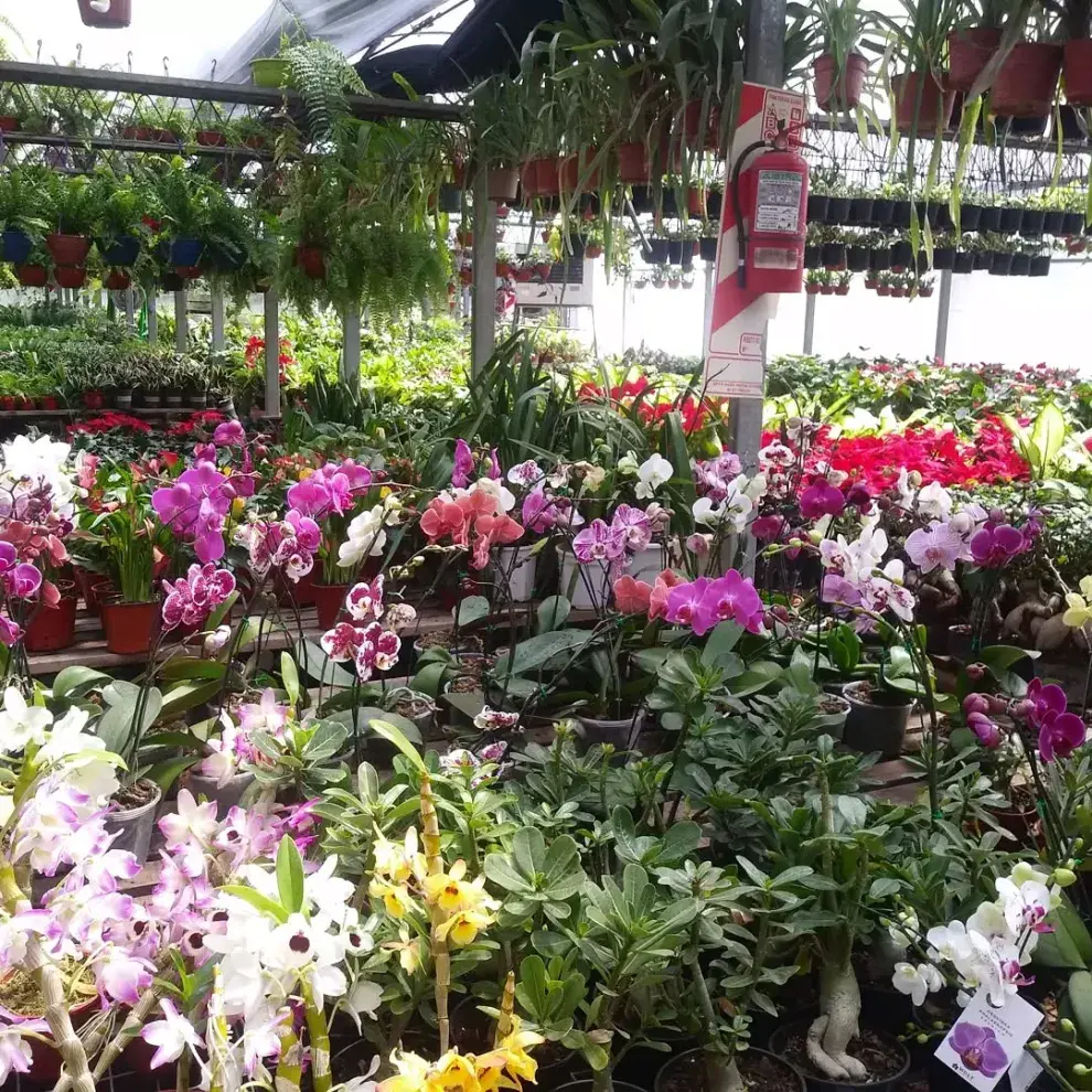 Viveros recomendados en el barrio de Flores: Blumen Vivero (Varela 977)