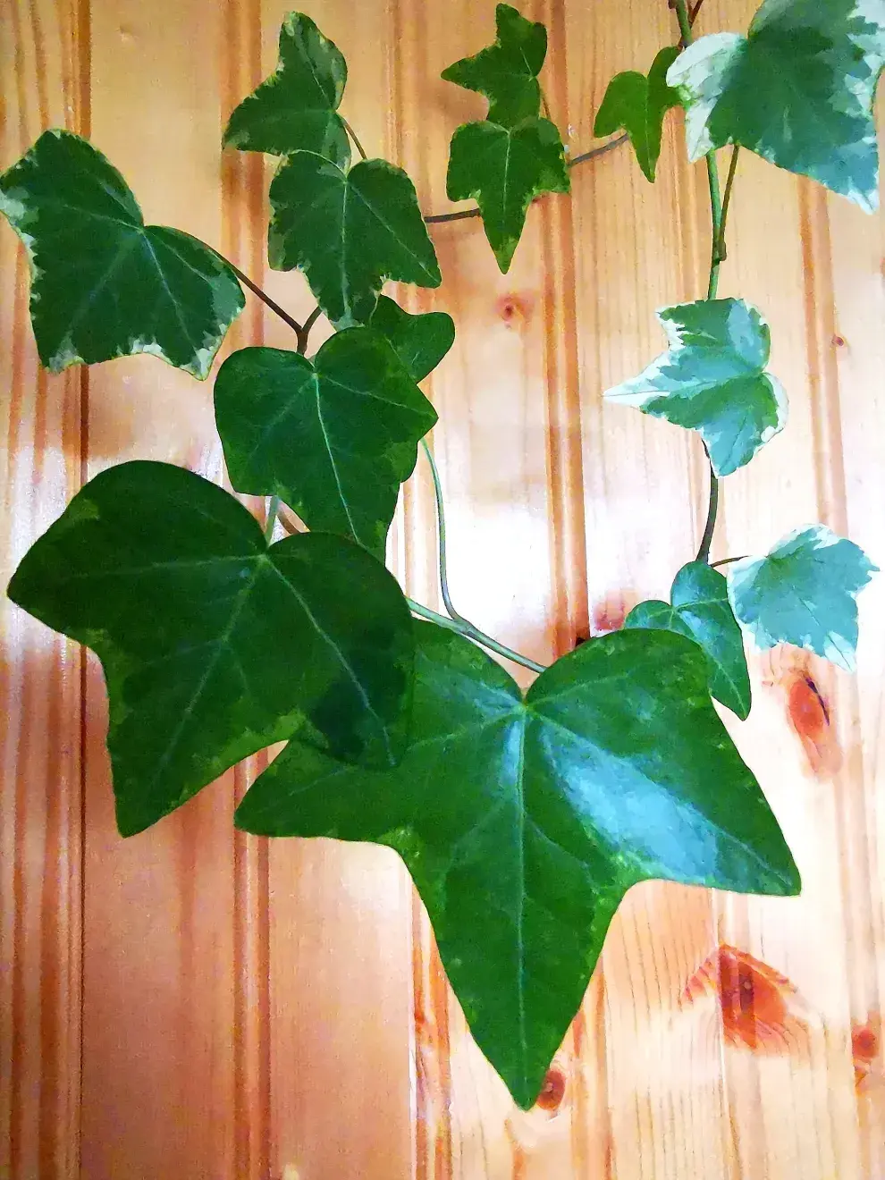 Foto de planta cissus.