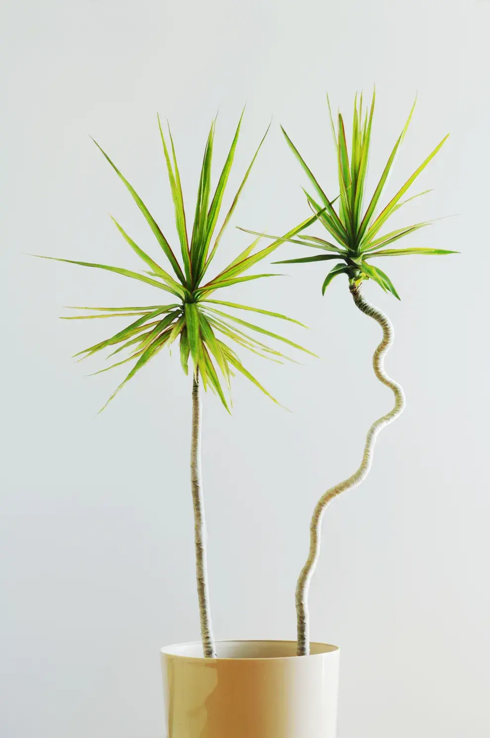 Foto de Drácena Marginata.