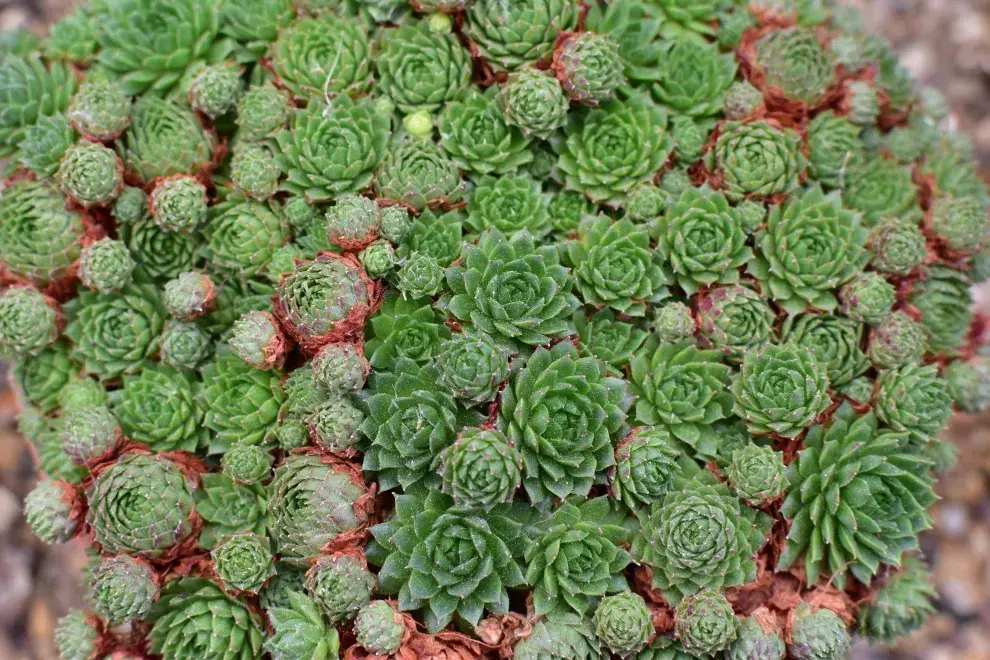 Para qué sirve la planta siempre viva y cómo se llama en la Argentina.