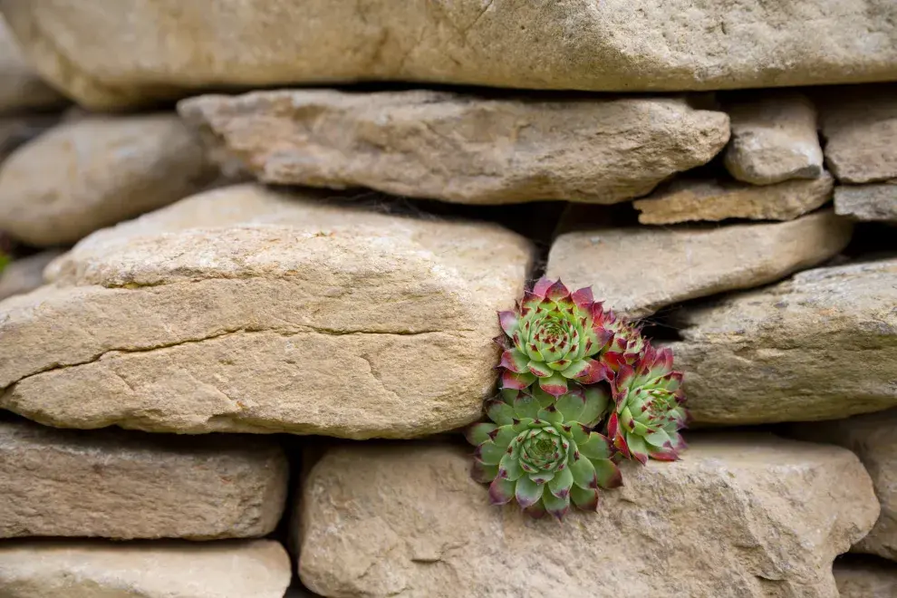 Para qué sirve la planta siempre viva y cómo se llama en la Argentina.