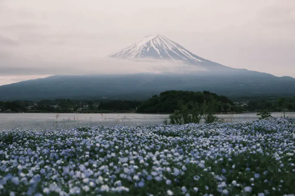 Nosotros no queríamos perdernos la oportunidad de verlo de cerca y decidimos alquilar una campervan y recorrer Fuji Five Lakes.