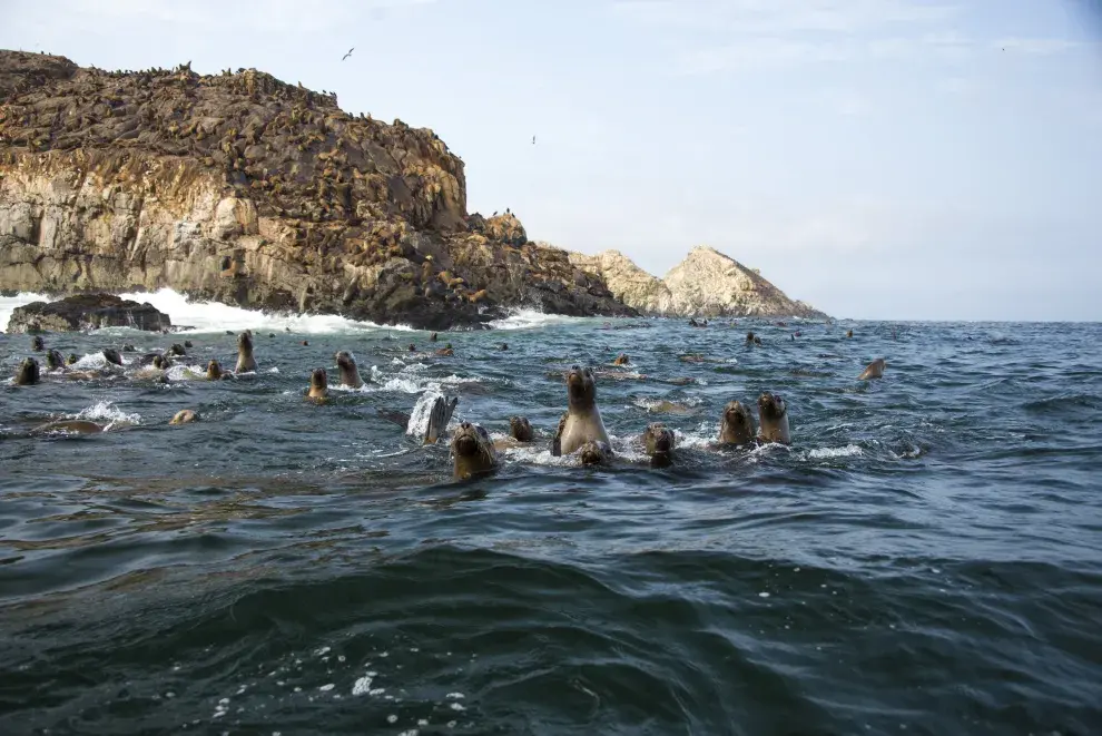 En la Reserva viven 5.000 lobos marinos.