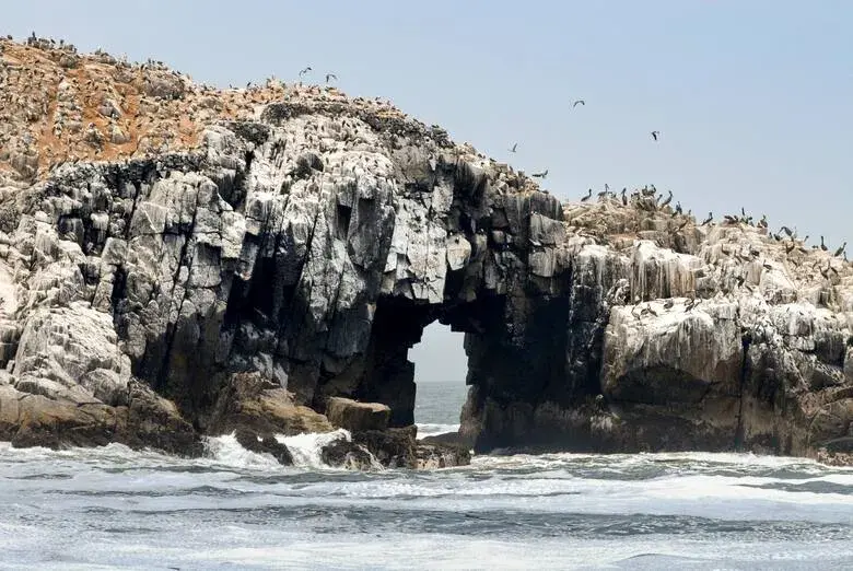 Las Islas Palomino se encuentran en un área de Reserva Natural con protección de la fauna marina. Gentileza Promperú