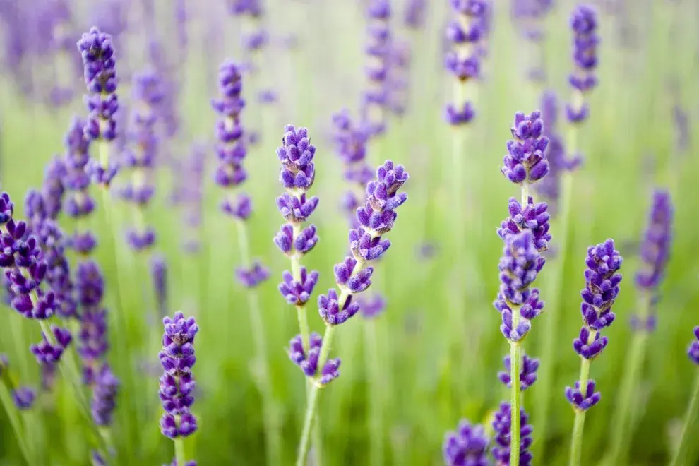 5 plantas que dan flores todo el año.
