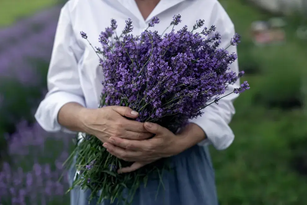 Foto de planta de lavanda.