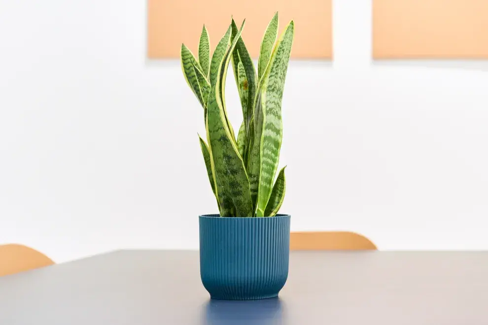 Sin luz en invierno: las plantas de interior con bajo mantenimiento para esta temporada