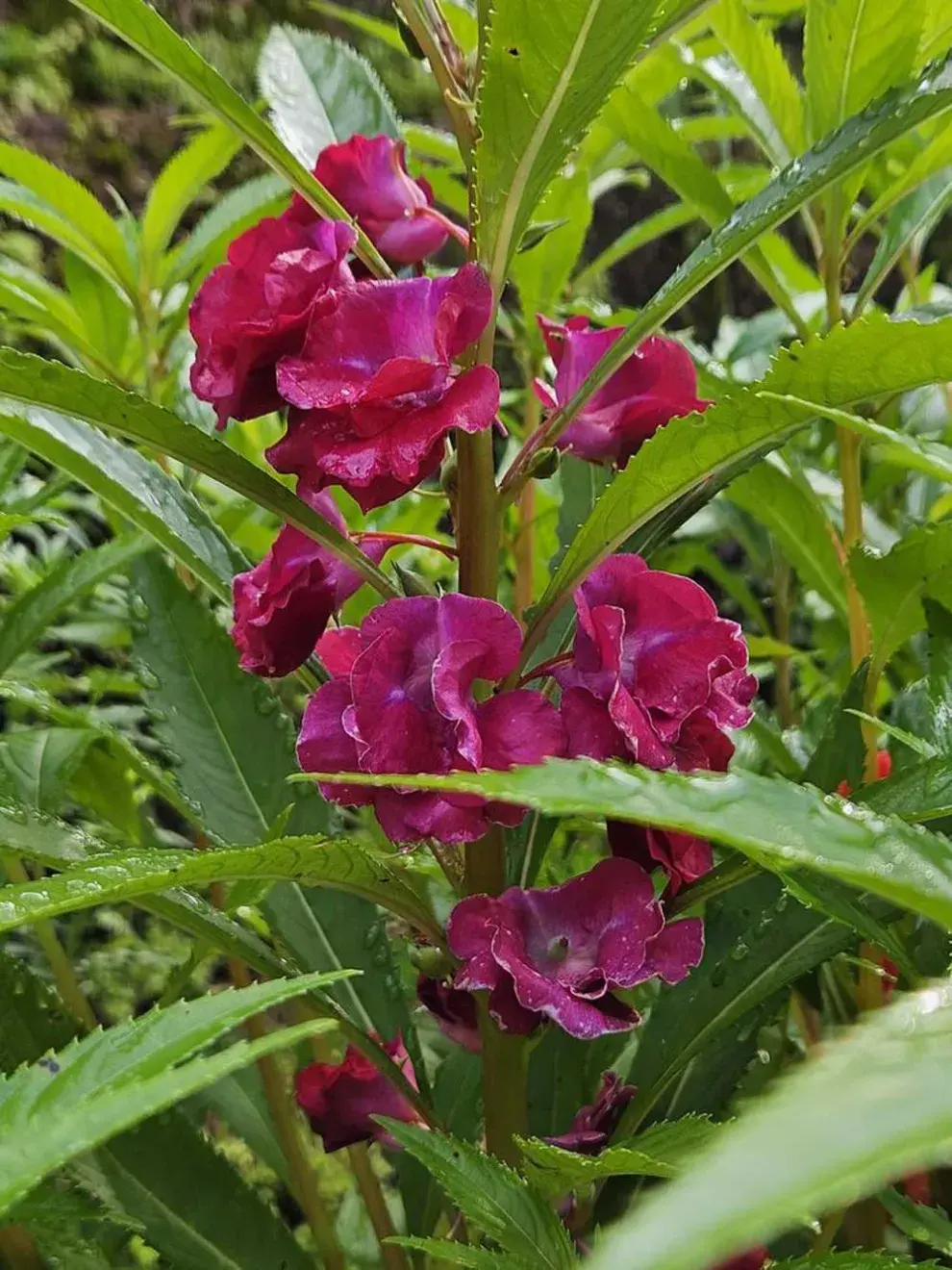 Las balsaminas, primas glamorosas de las alegrías del hogar, son perfectas para quienes buscan color sin complicaciones.