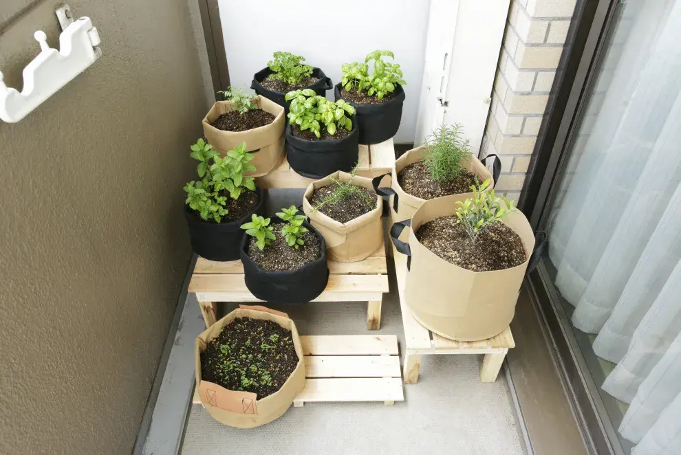 Las mejores plantas comestibles para cultivar en balcones y espacios chicos: albahaca.