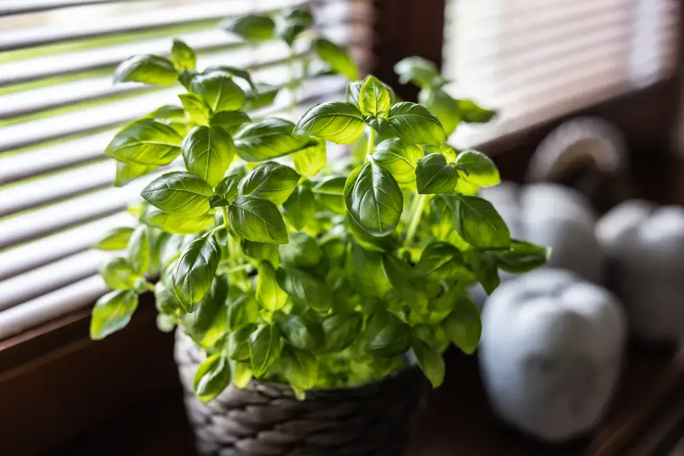 Plantas ideales para sembrar en septiembre y llenar tu jardín de color en verano: Albahaca.