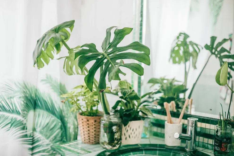 Cómo decorar tu baño con plantas resistentes al vapor y poca luz