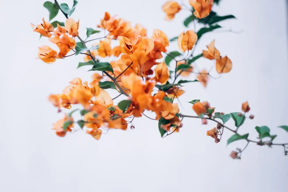 Foto de flores naranjas.
