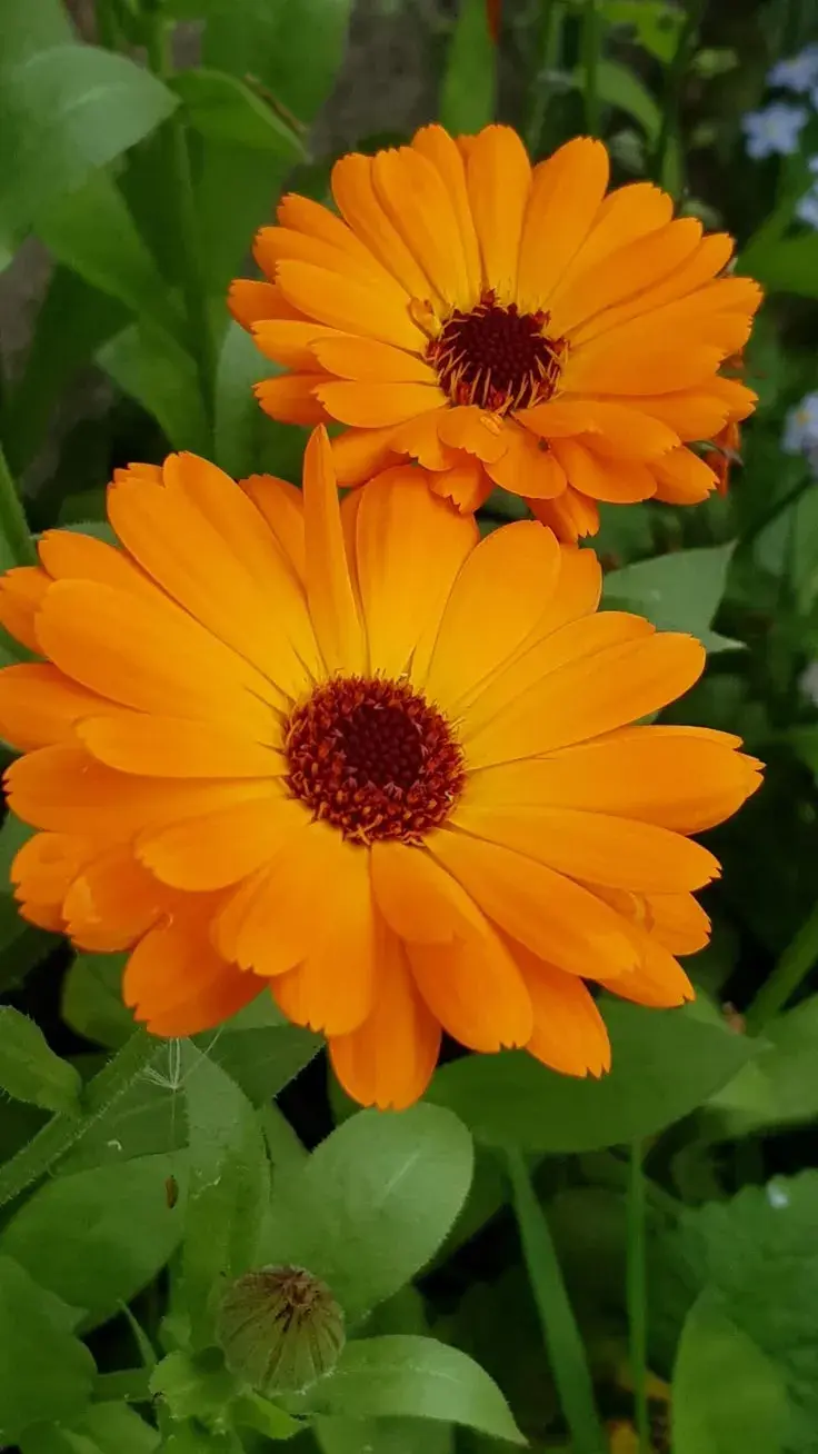 Plantas ideales para sembrar en septiembre y llenar tu jardín de color en verano: Caléndulas..