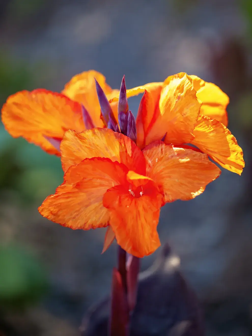 Foto de flores naranjas.
