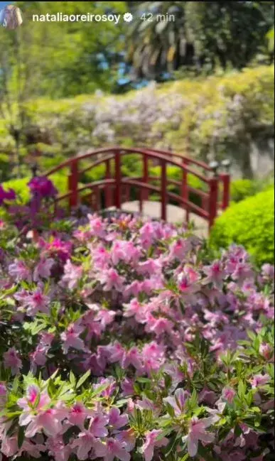 Un puente rojo, vibrante y majestuoso, se alza sobre un manto de flores rosadas en plena floración, creando una escena que parece sacada de un cuento oriental.