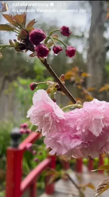 Las increíbles flores del jardín de Natalia Oreiro